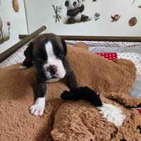 BIMBA, 22 JOURS  