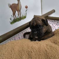 BAIKO 22 JOURS