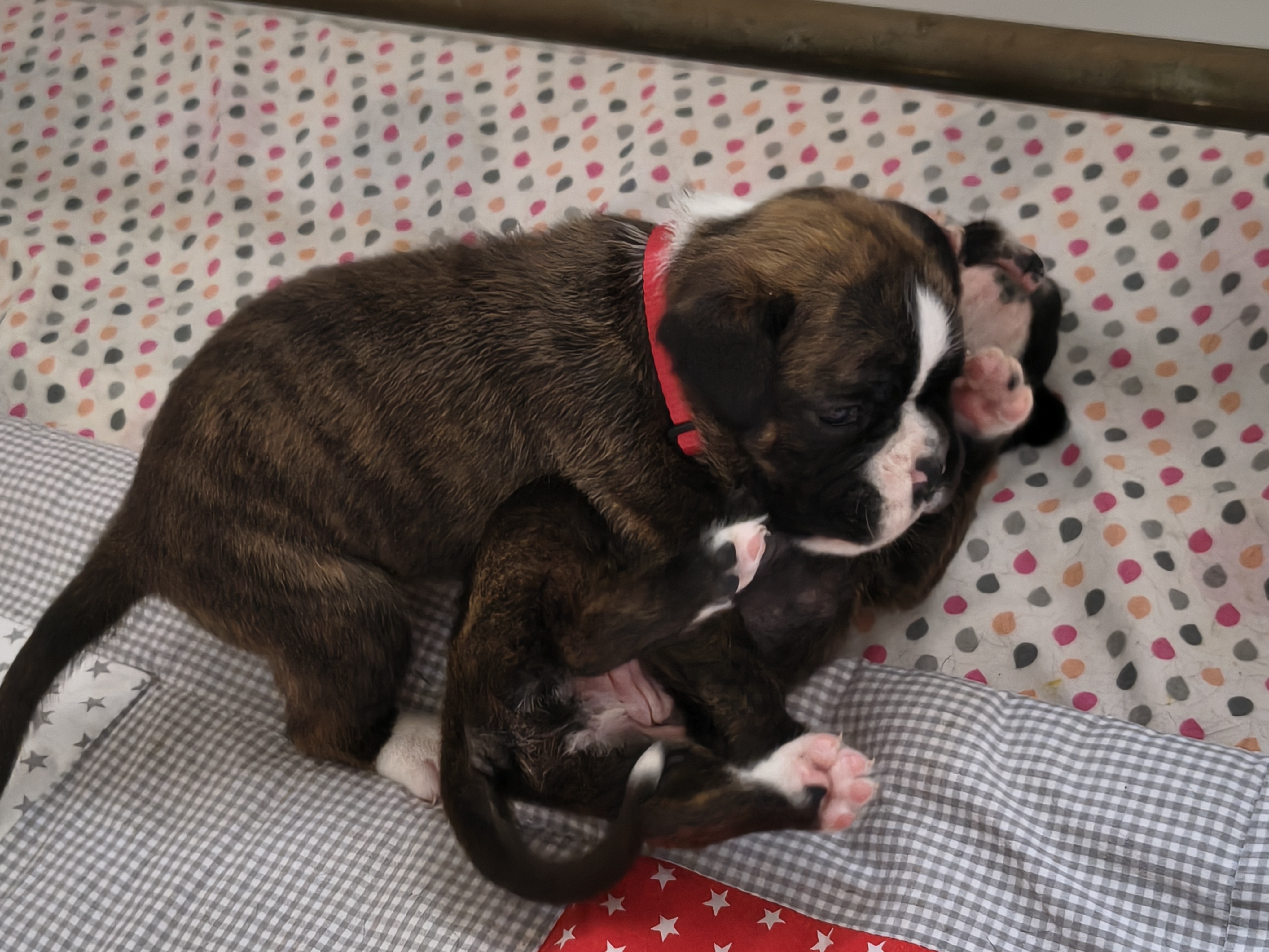 BONNIE, 22 JOURS  
