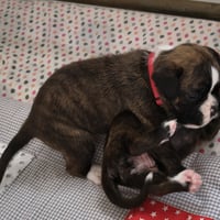 BONNIE, 22 JOURS  
