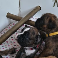BONNIE et BAHIA, 22 JOURS  