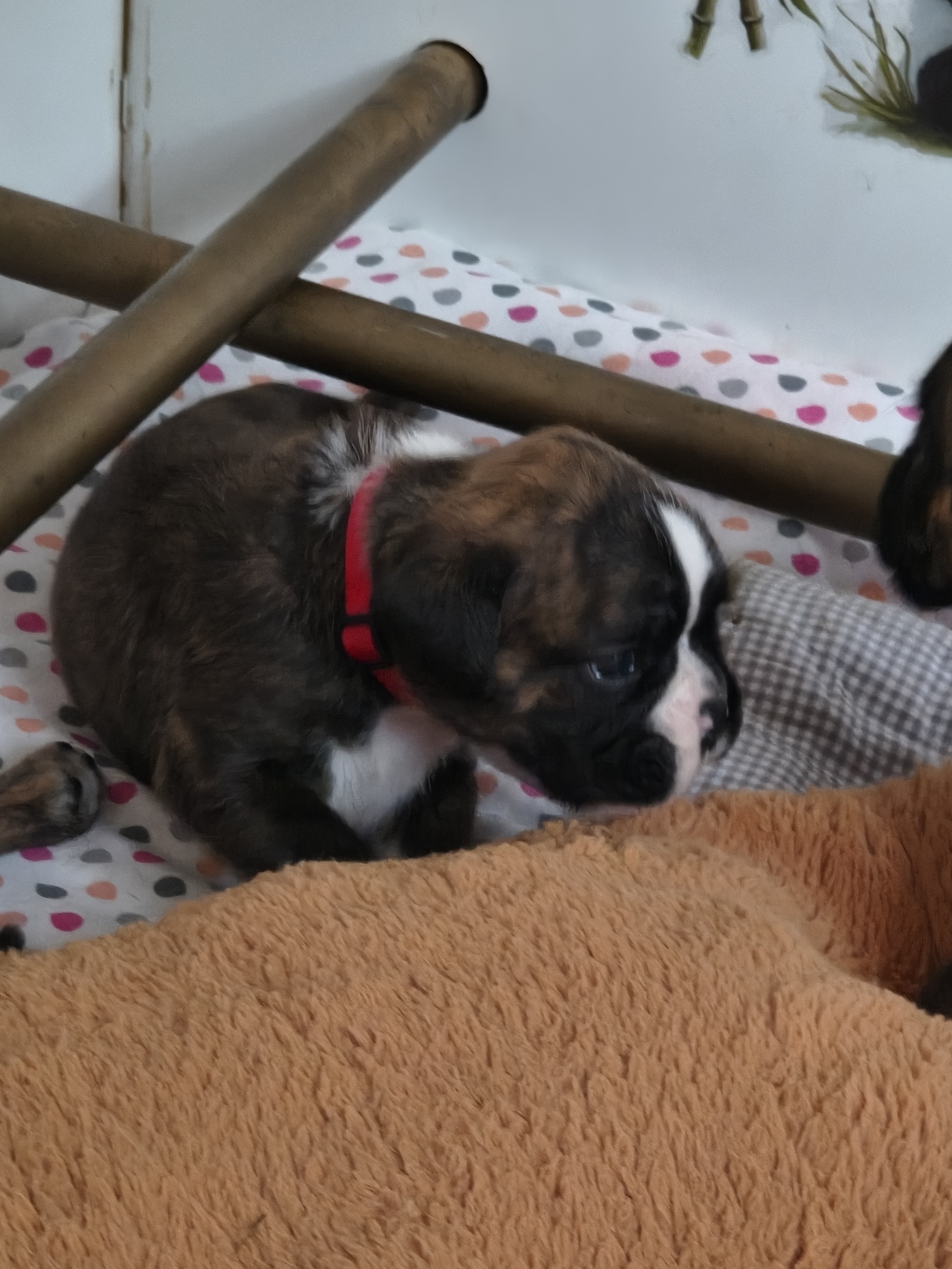 BONNIE, 22 JOURS 