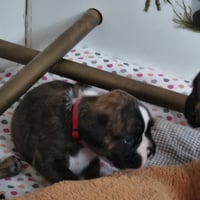 BONNIE, 22 JOURS 