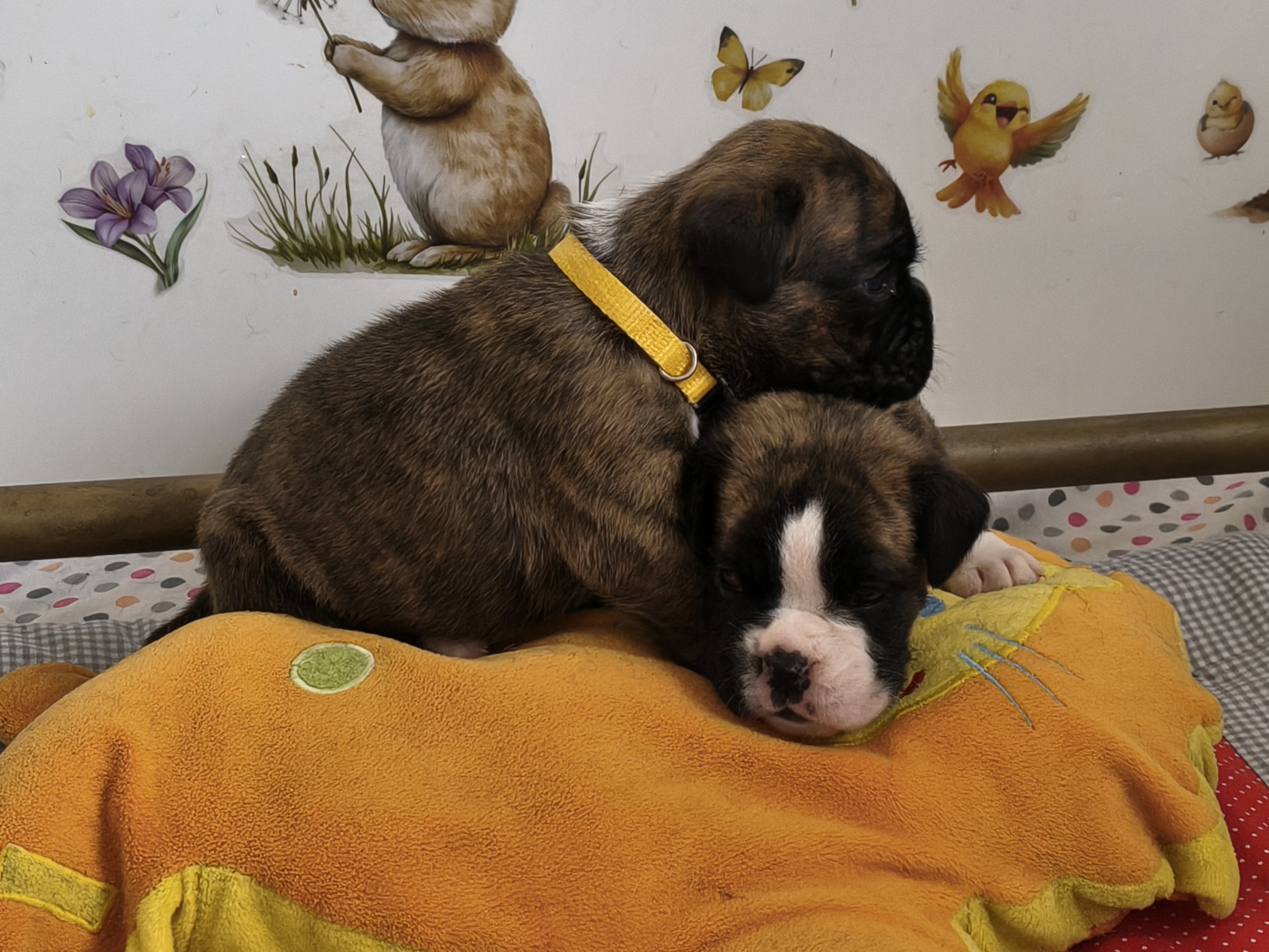 BAHIA et BIMBA, 22 JOURS 
