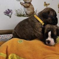 BAHIA et BIMBA, 22 JOURS 