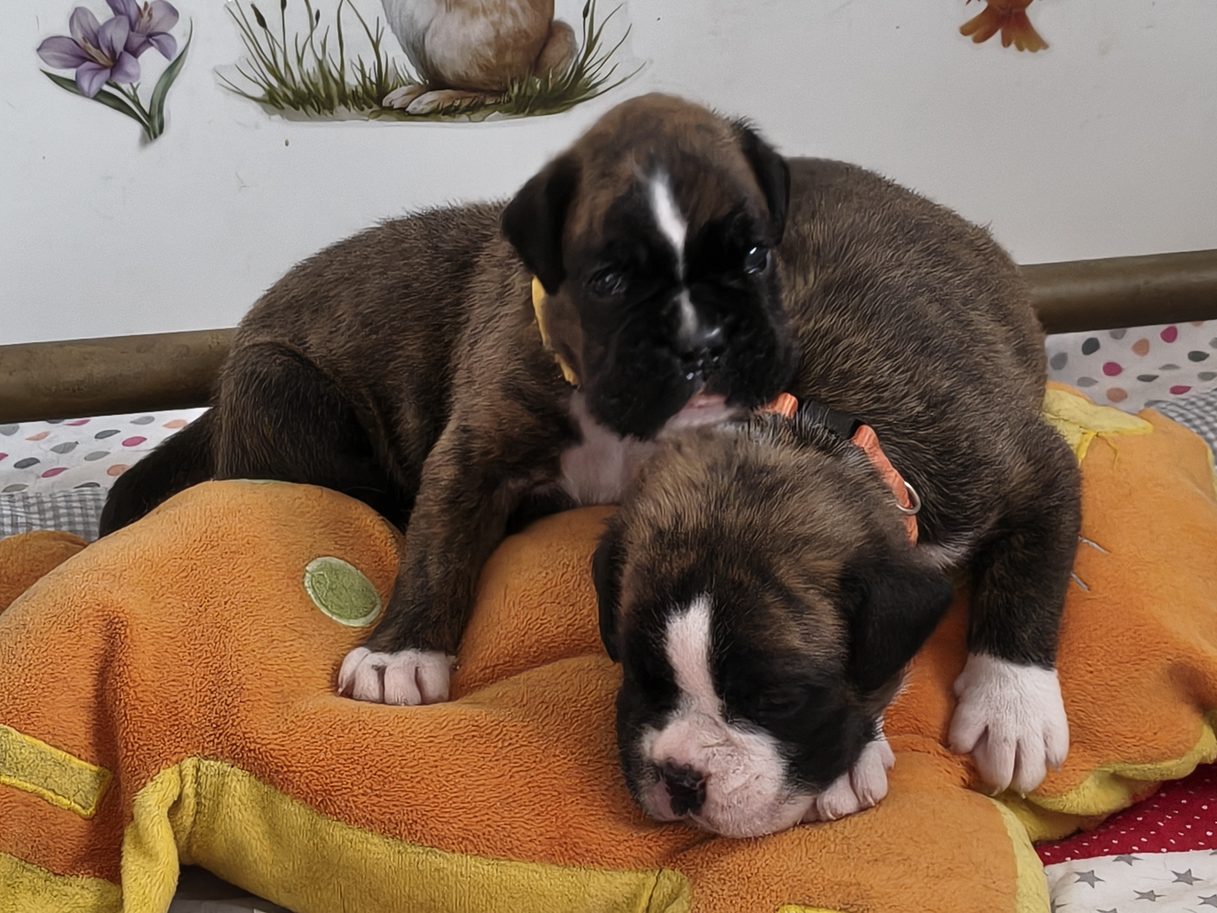 BAHIA et BIMBA, 22 JOURS 