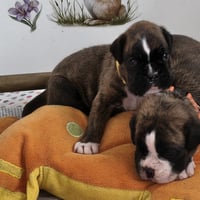 BAHIA et BIMBA, 22 JOURS 