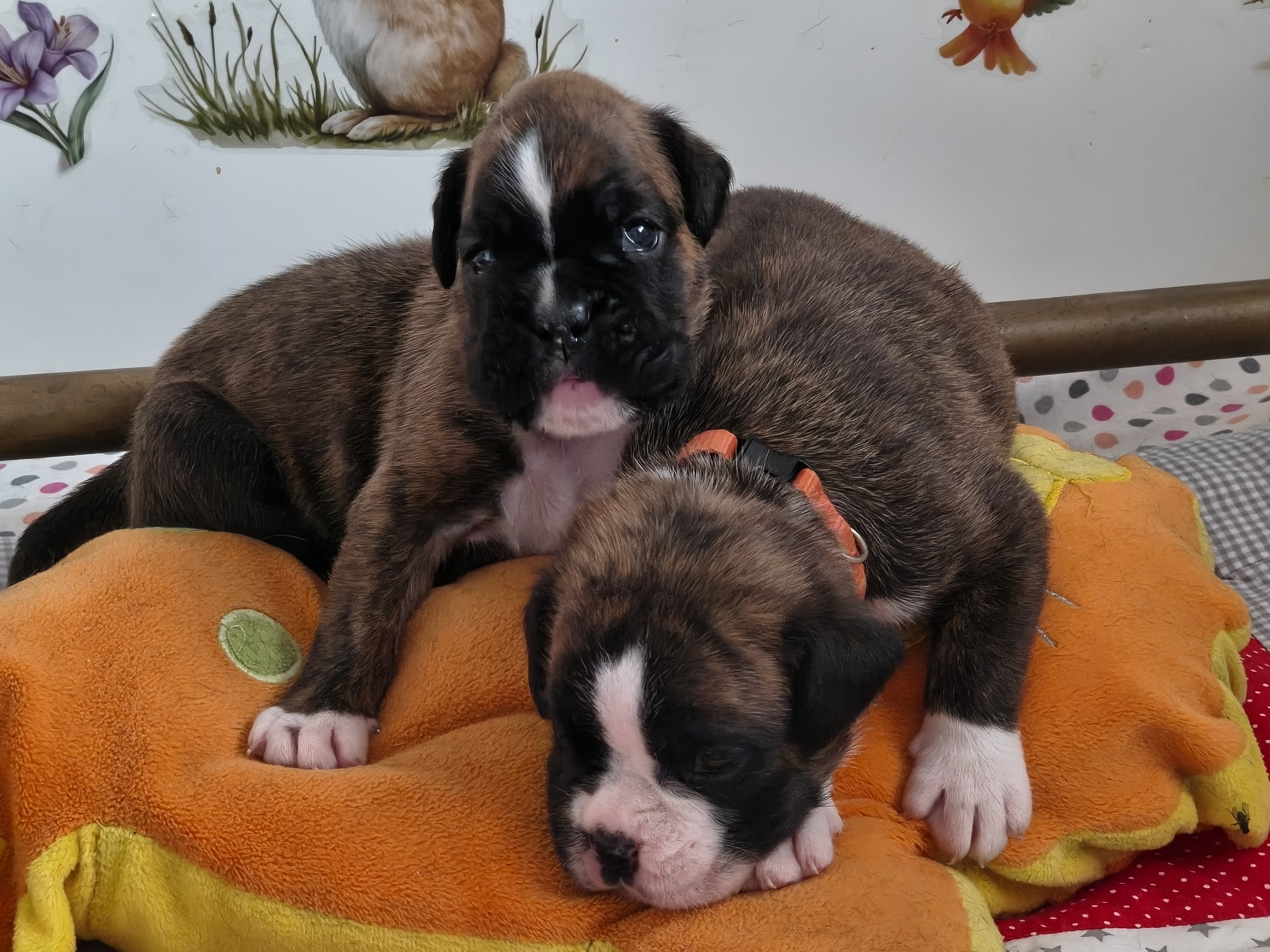 BAHIA et BIMBA, 22 JOURS 