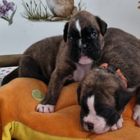 BAHIA et BIMBA, 22 JOURS 