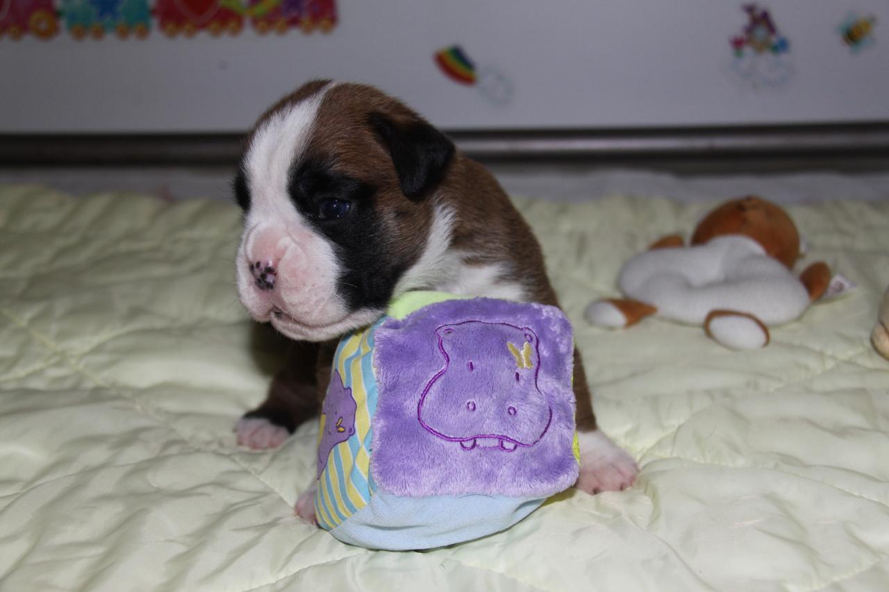 Jerez Du Siècle Andalou / J-18 - Día 18