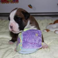 Jerez Du Siècle Andalou / J-18 - Día 18