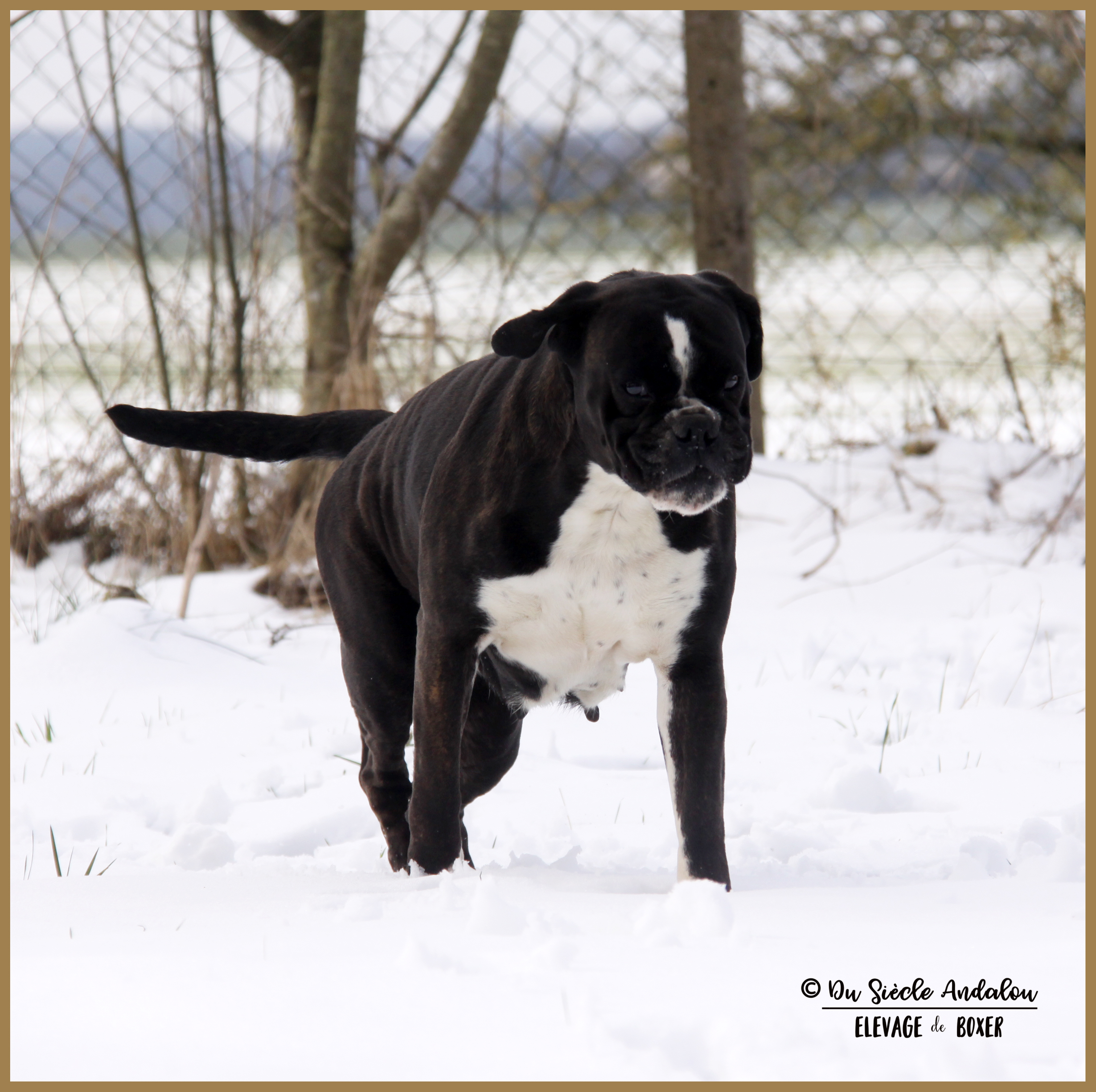 Inessa Neige 01.03.18 