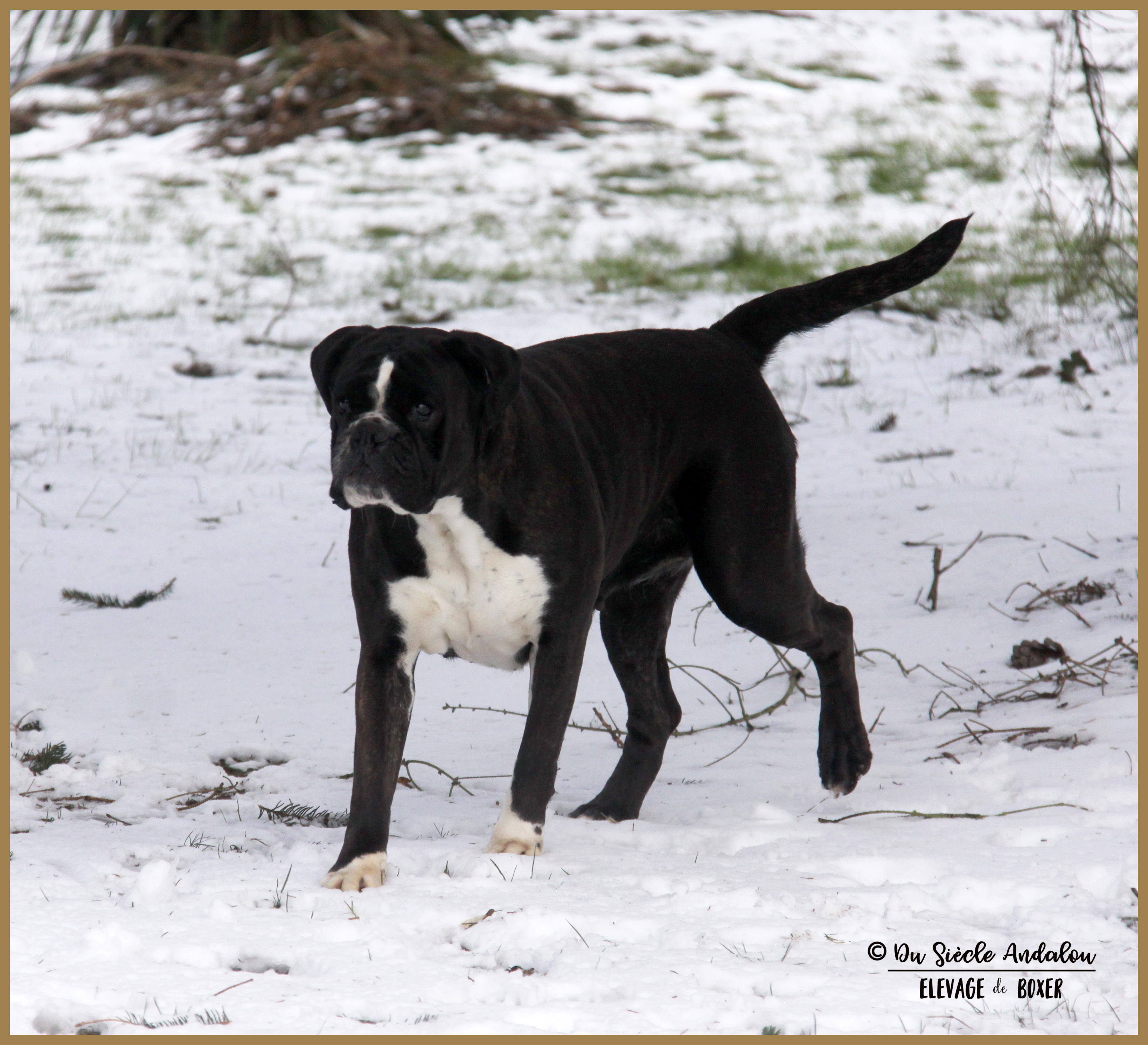 Inessa Neige 01.03.18