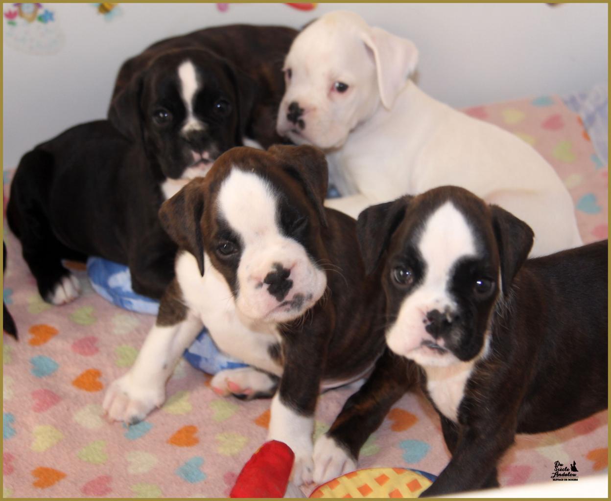 Jepetto et Jopline  43-J