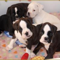 Jepetto et Jopline  43-J