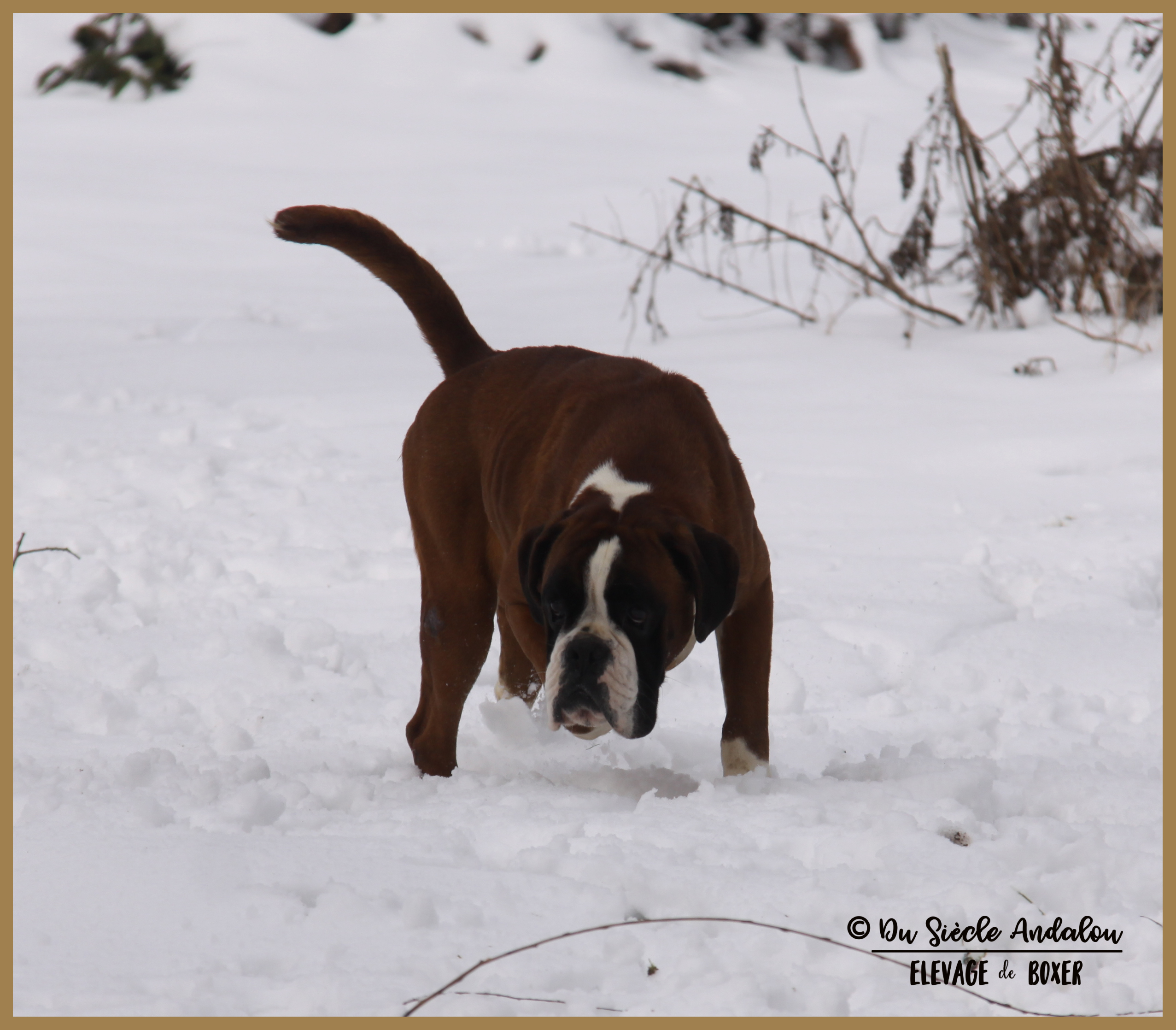 Jerez Neige 01.03.18, 4 ans