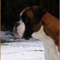 Jerez Neige 01.03.18, 4 ans