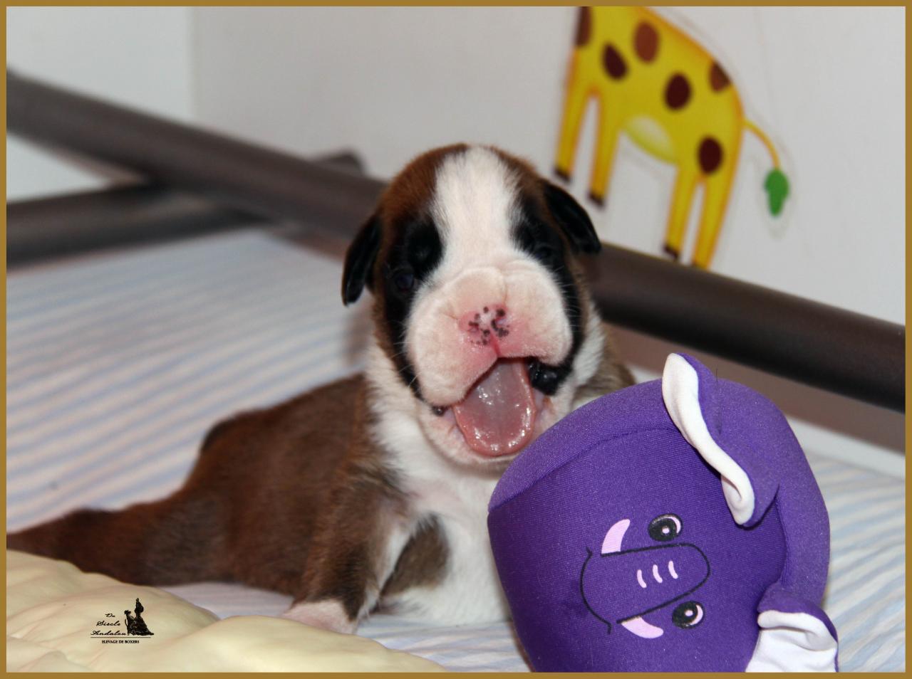 Jerez Du Siècle Andalou / J-15 - Día 15