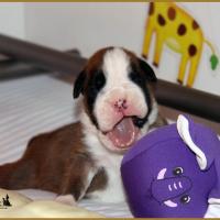 Jerez Du Siècle Andalou / J-15 - Día 15