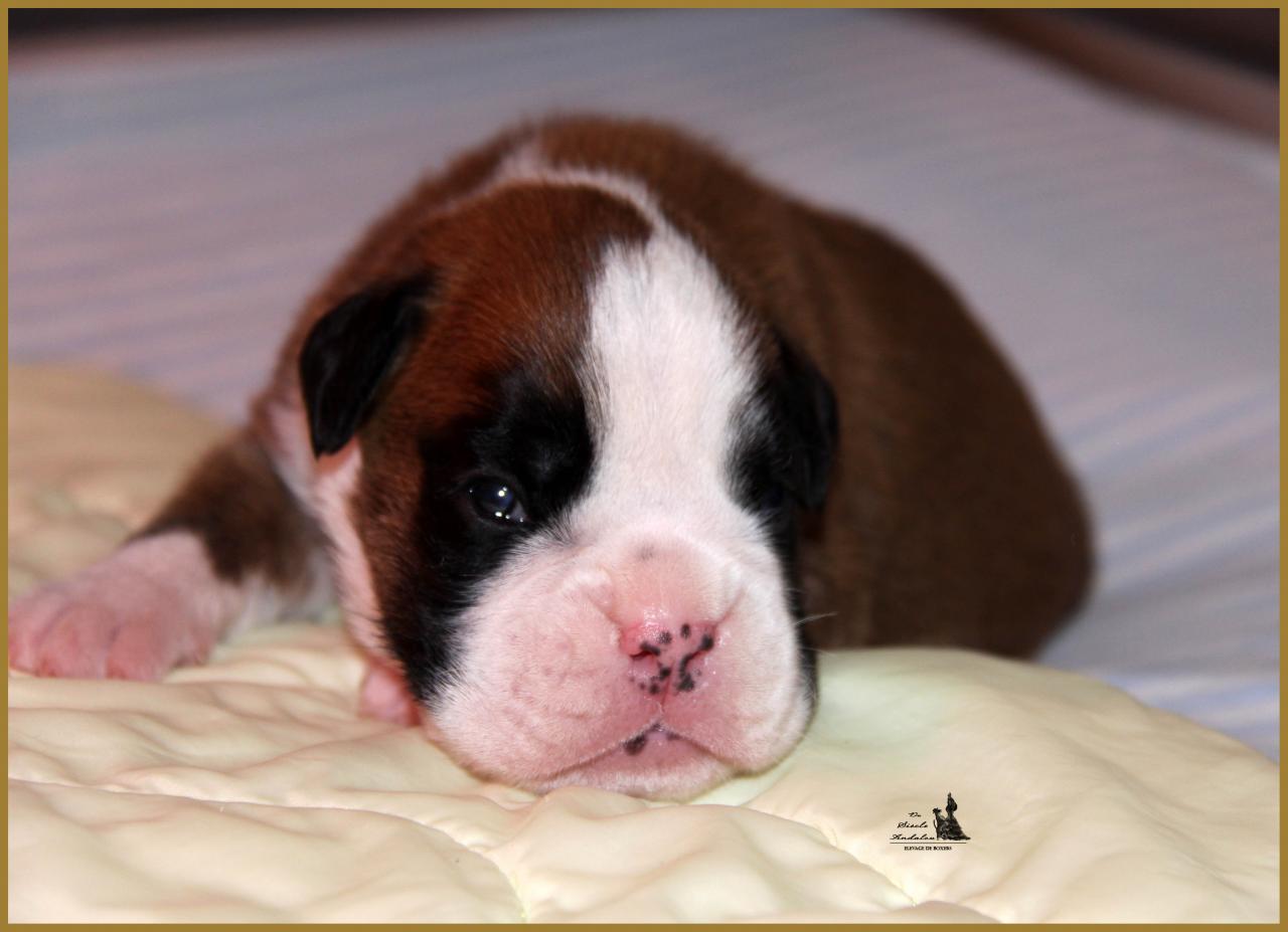 Jerez Du Siècle Andalou / J-15 - Día 15