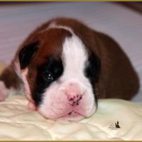 Jerez Du Siècle Andalou / J-15 - Día 15