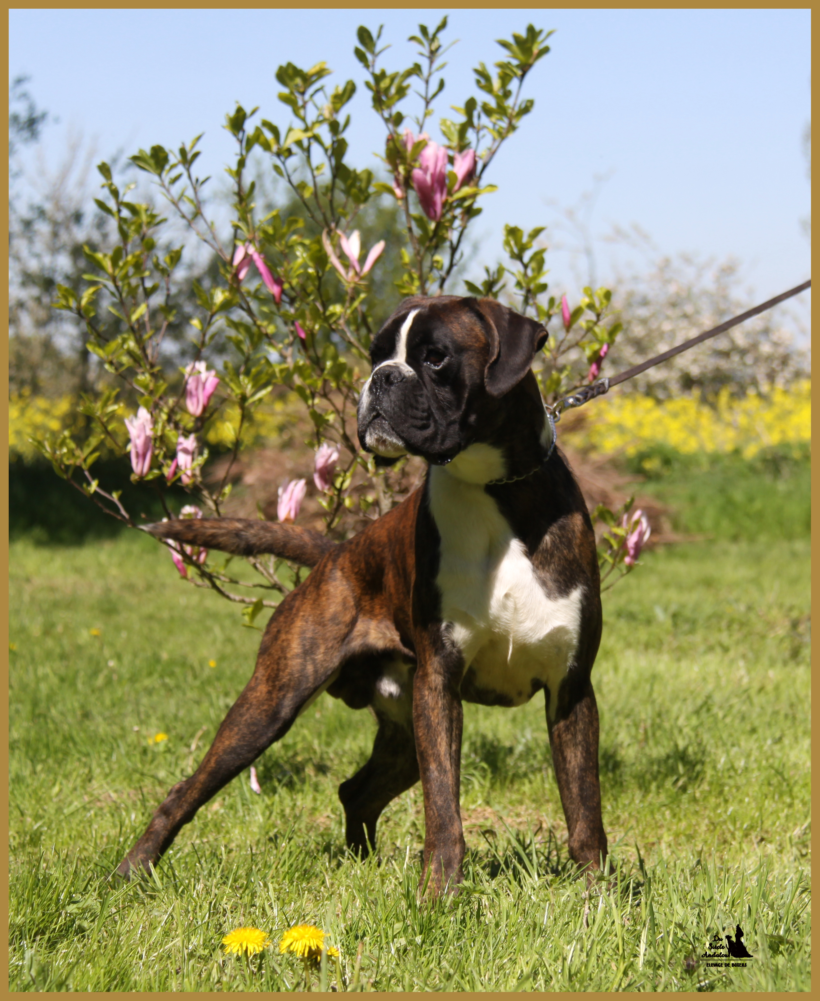 Jerico 05.05.16, 25 mois