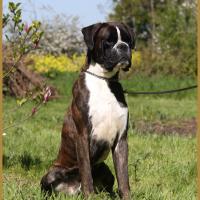 Jerico 05.05.16, 25 mois