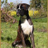 Jerico 05.05.16, 25 mois