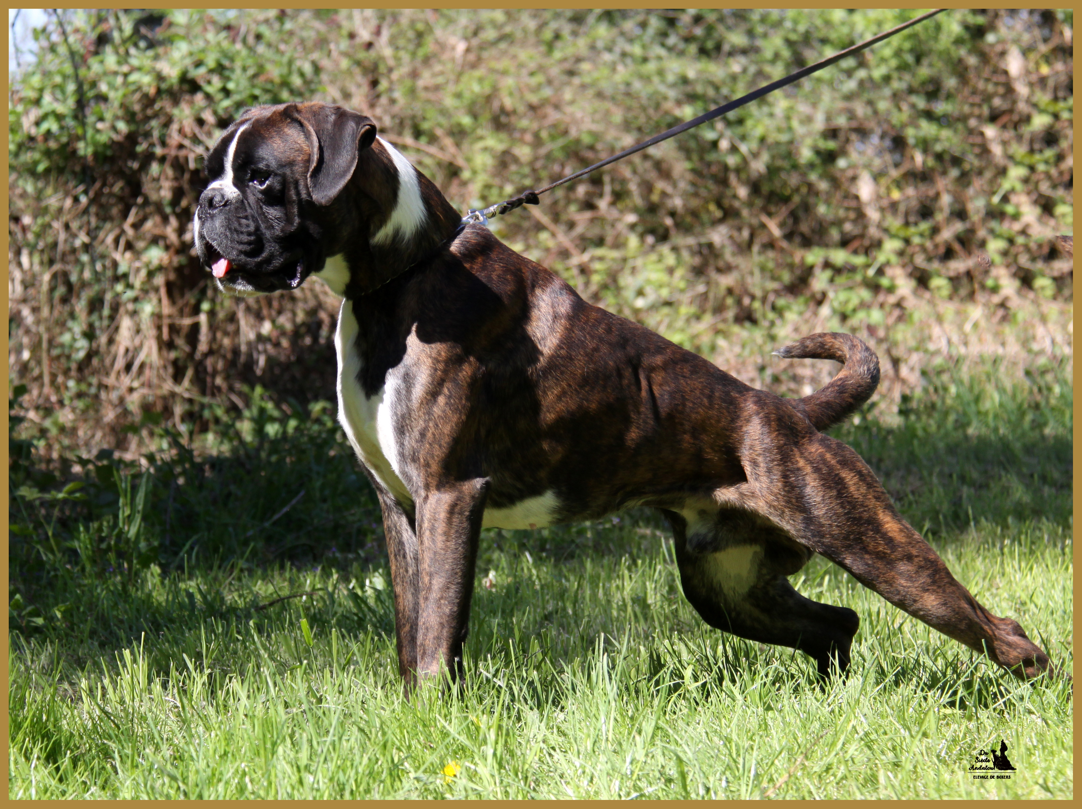 Jerico 05.05.16, 25 mois