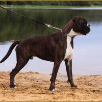 Jerico 17.08.15 16 mois