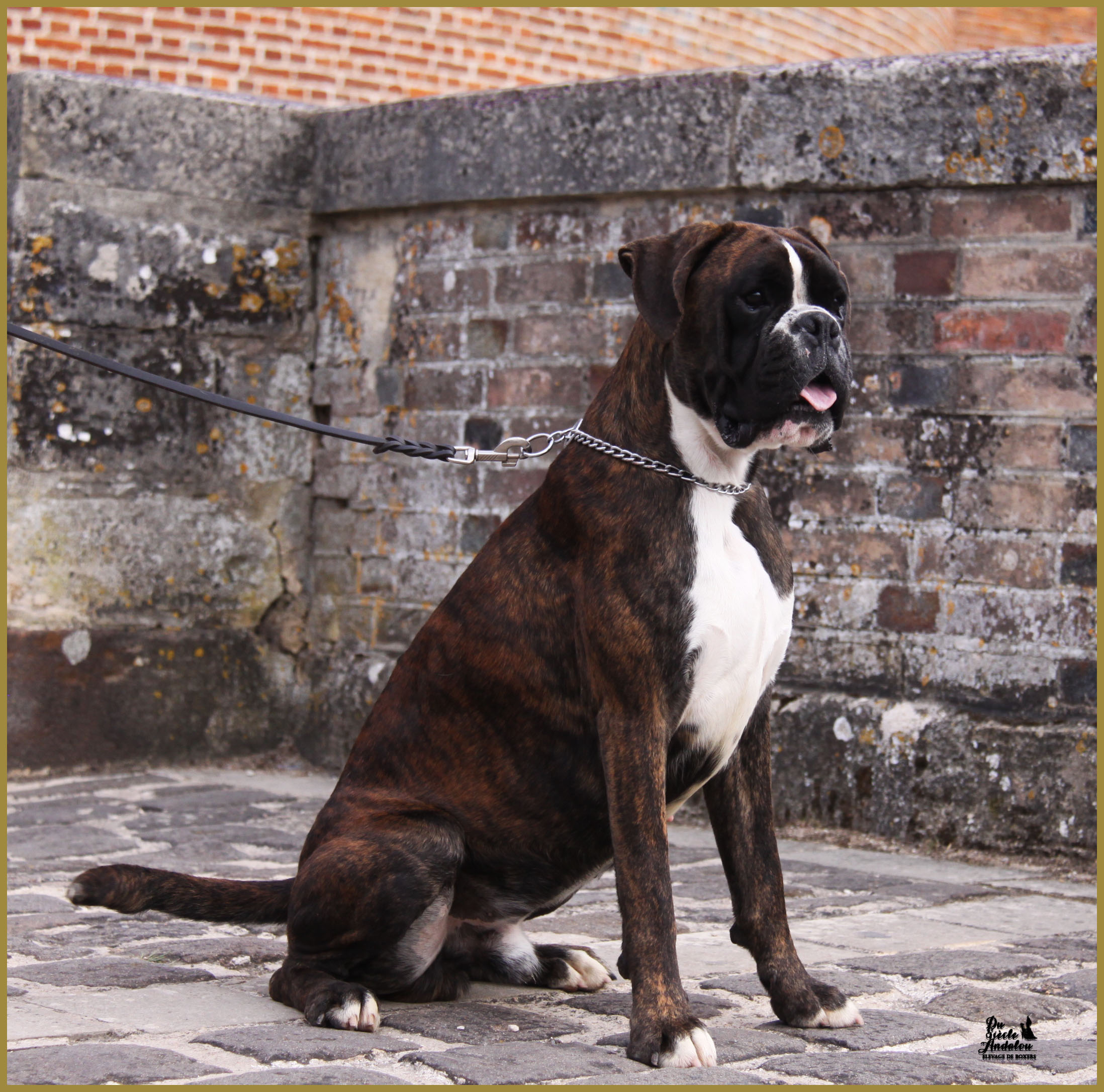 Jerico 17.08.15 16 mois