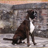 Jerico 17.08.15 16 mois