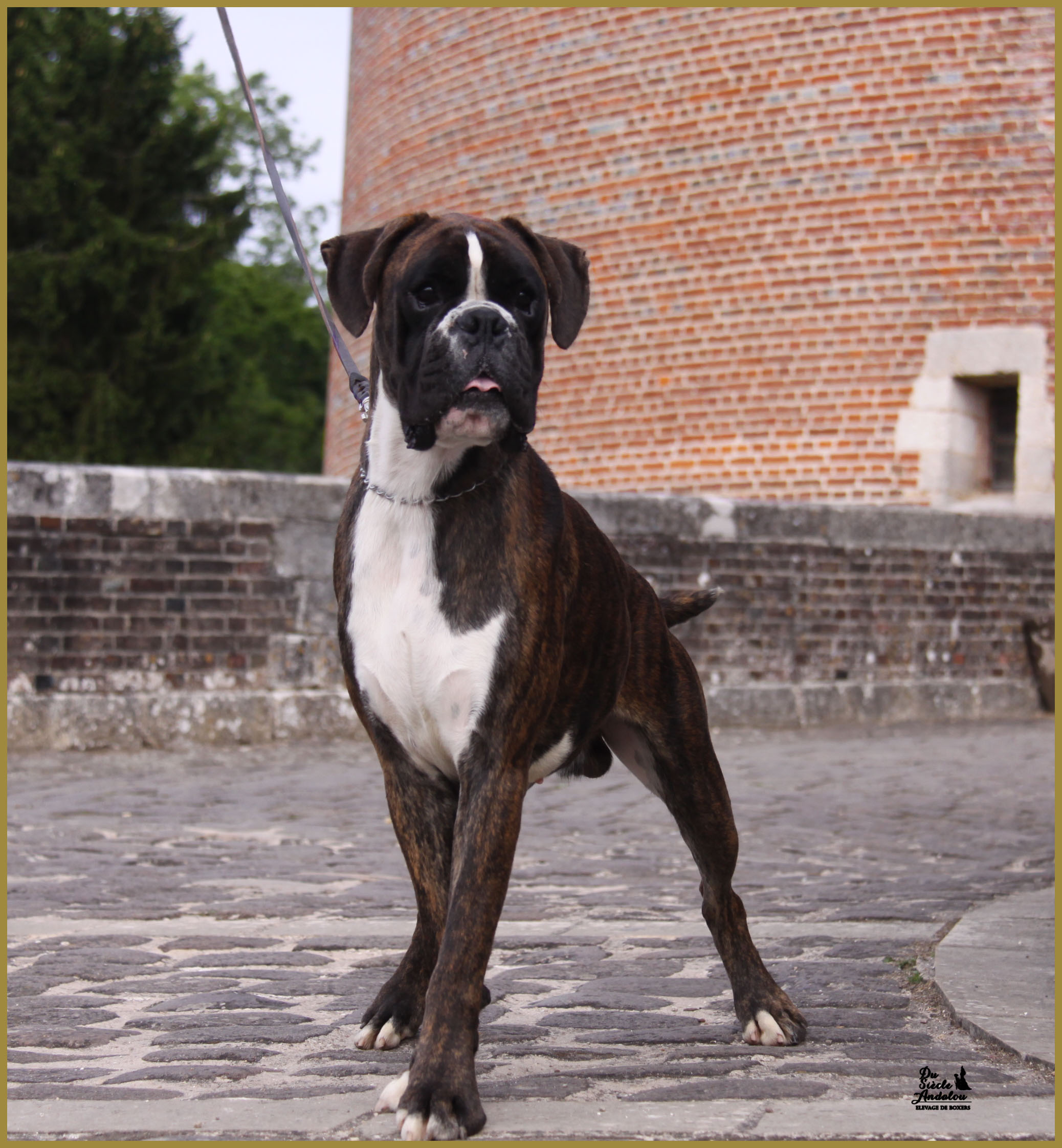 Jerico 17.08.15 16 mois