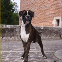 Jerico 17.08.15 16 mois