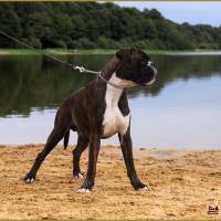 Jerico 17.08.15 16 mois