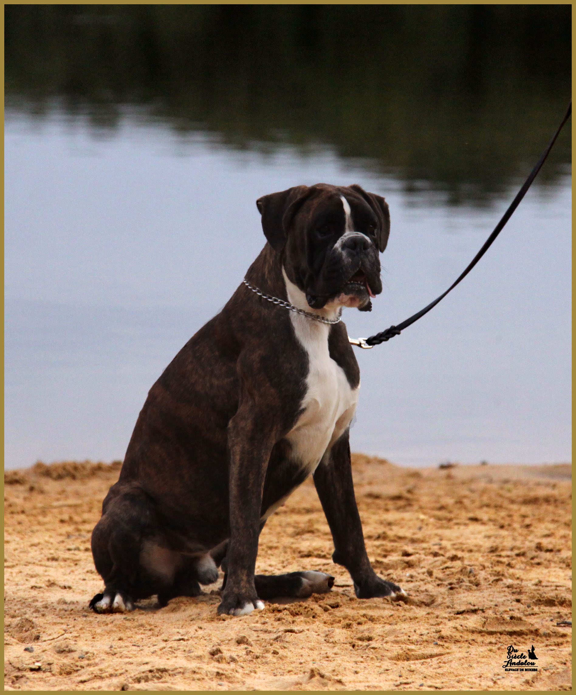 Jerico 17.08.15 16 mois