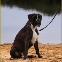 Jerico 17.08.15 16 mois