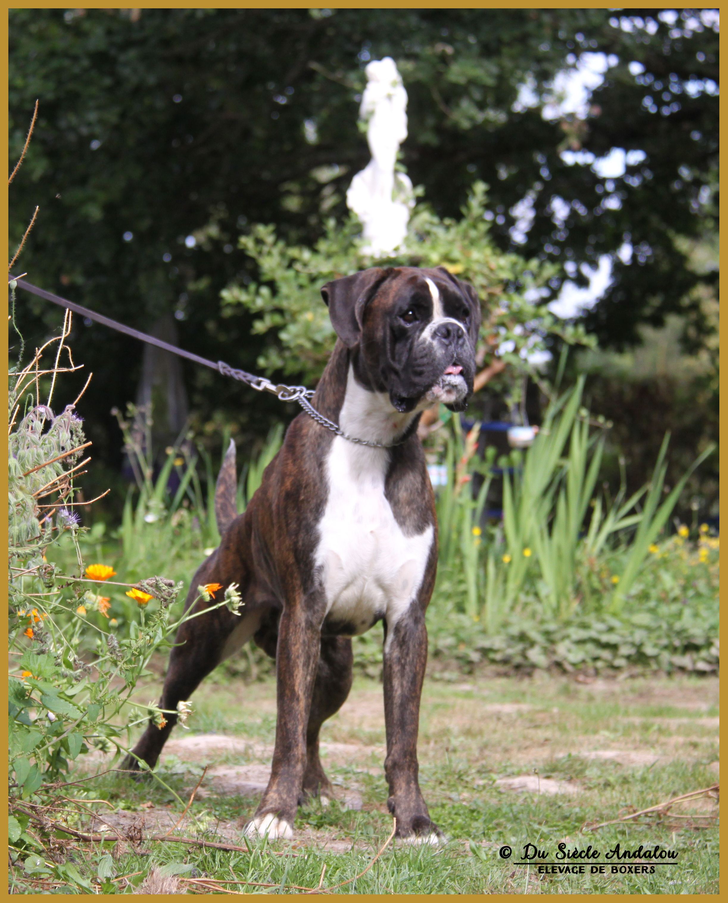 Jerico 21.08.16, 28 mois