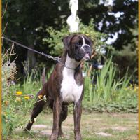 Jerico 21.08.16, 28 mois