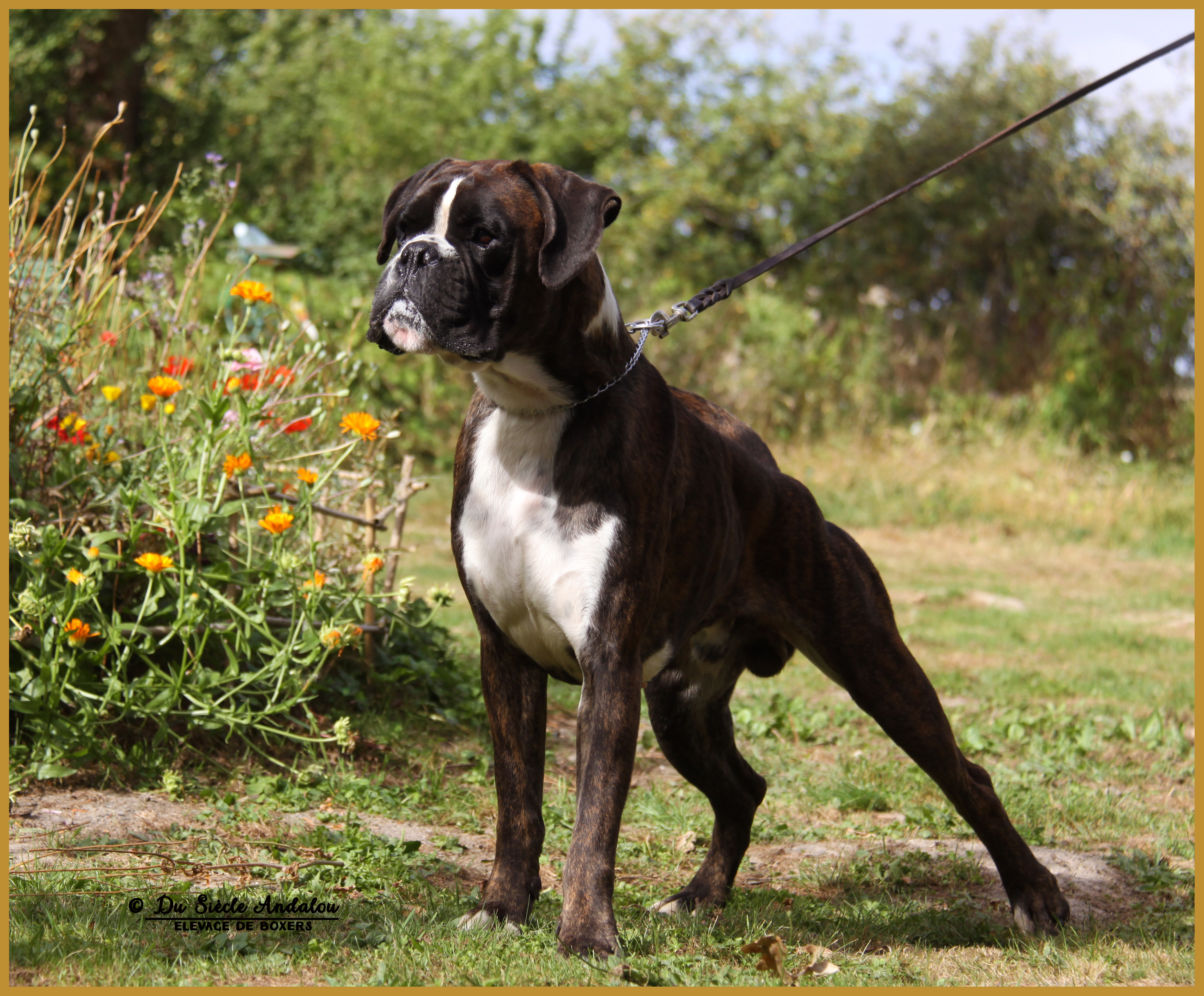 Jerico 21.08.16, 28 mois