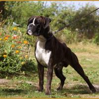 Jerico 21.08.16, 28 mois