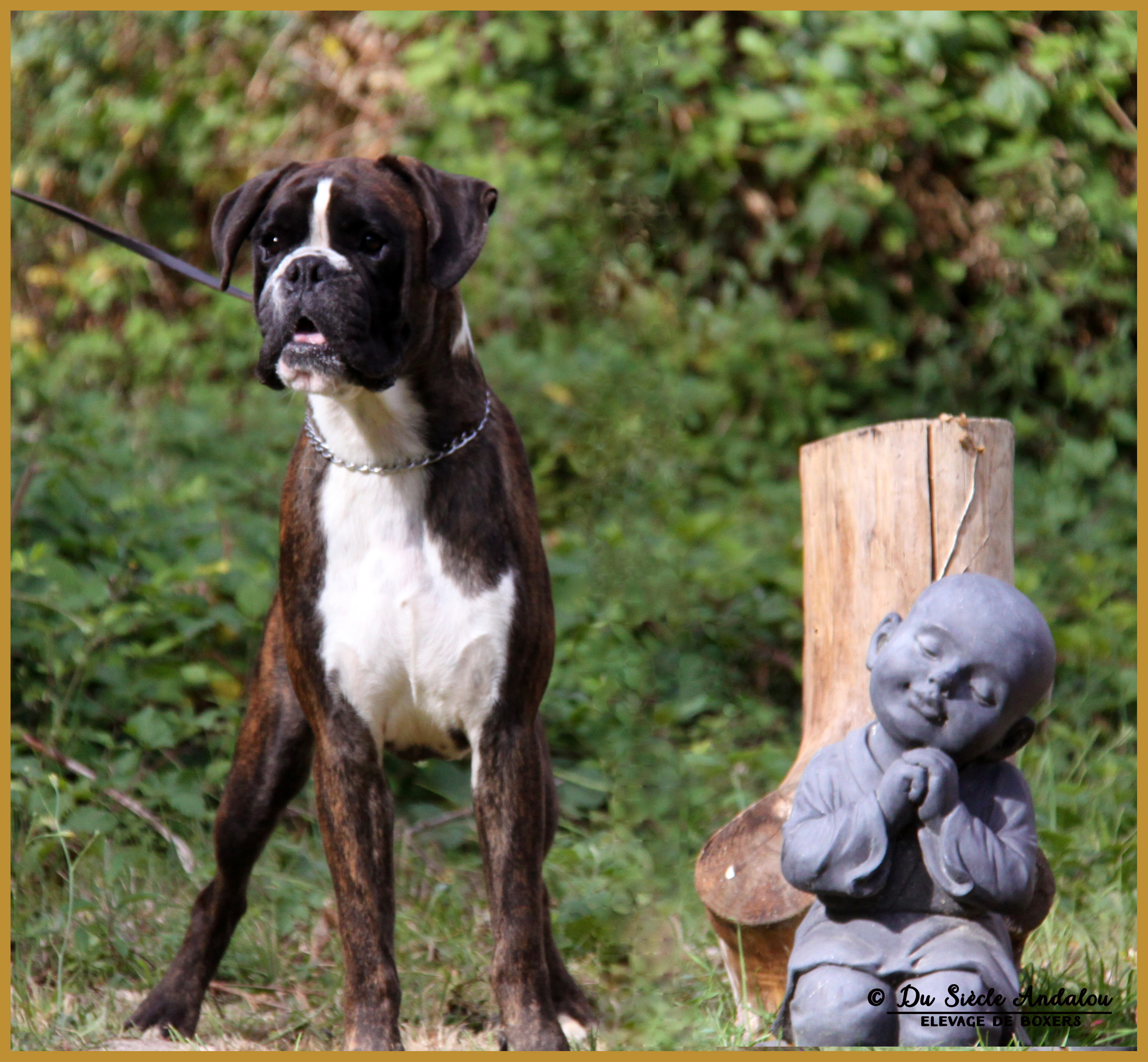 Jerico 21.08.16, 28 mois