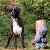 Jerico 21.08.16, 28 mois