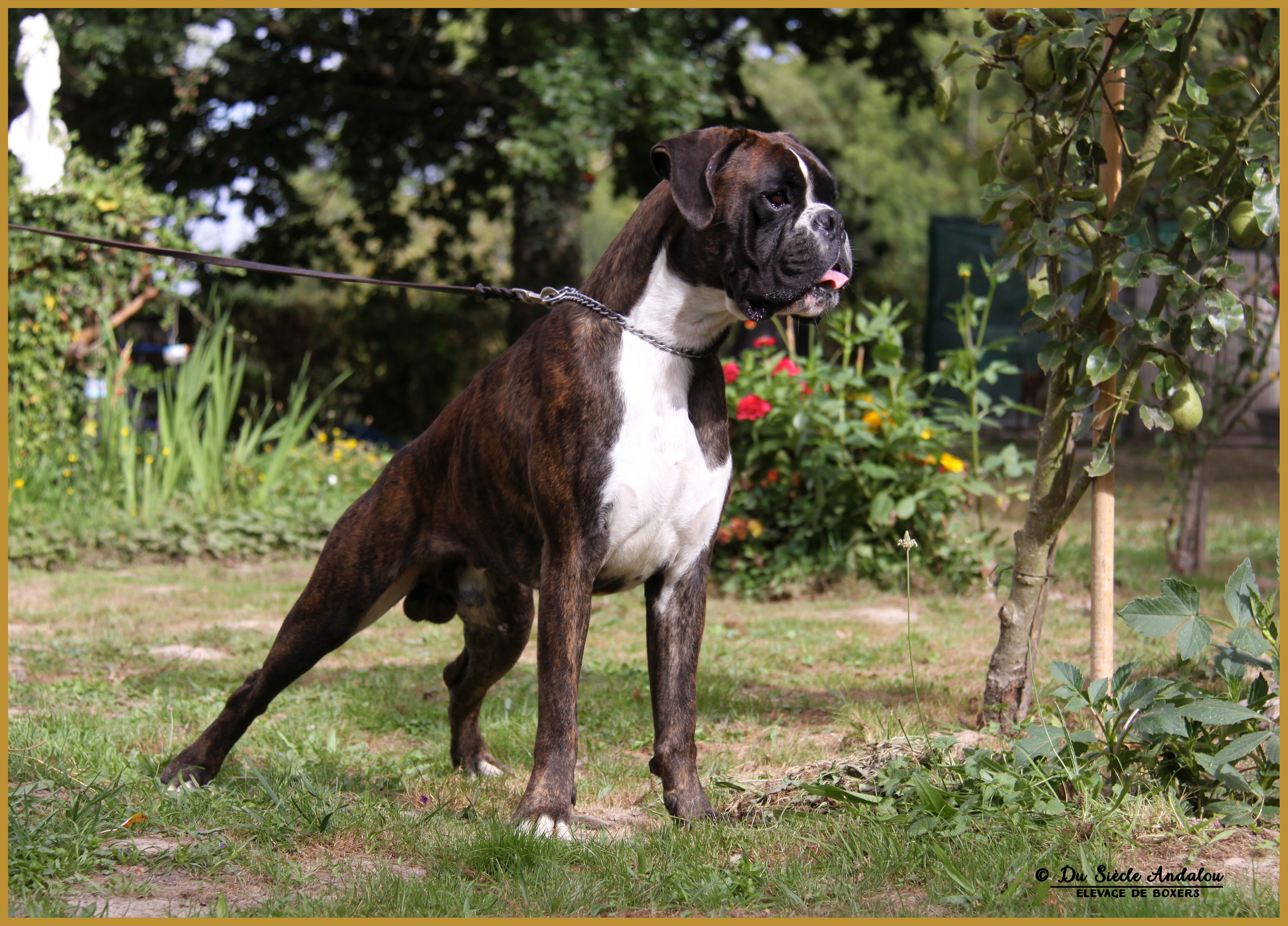 Jerico 21.08.16, 28 mois