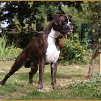 Jerico 21.08.16, 28 mois