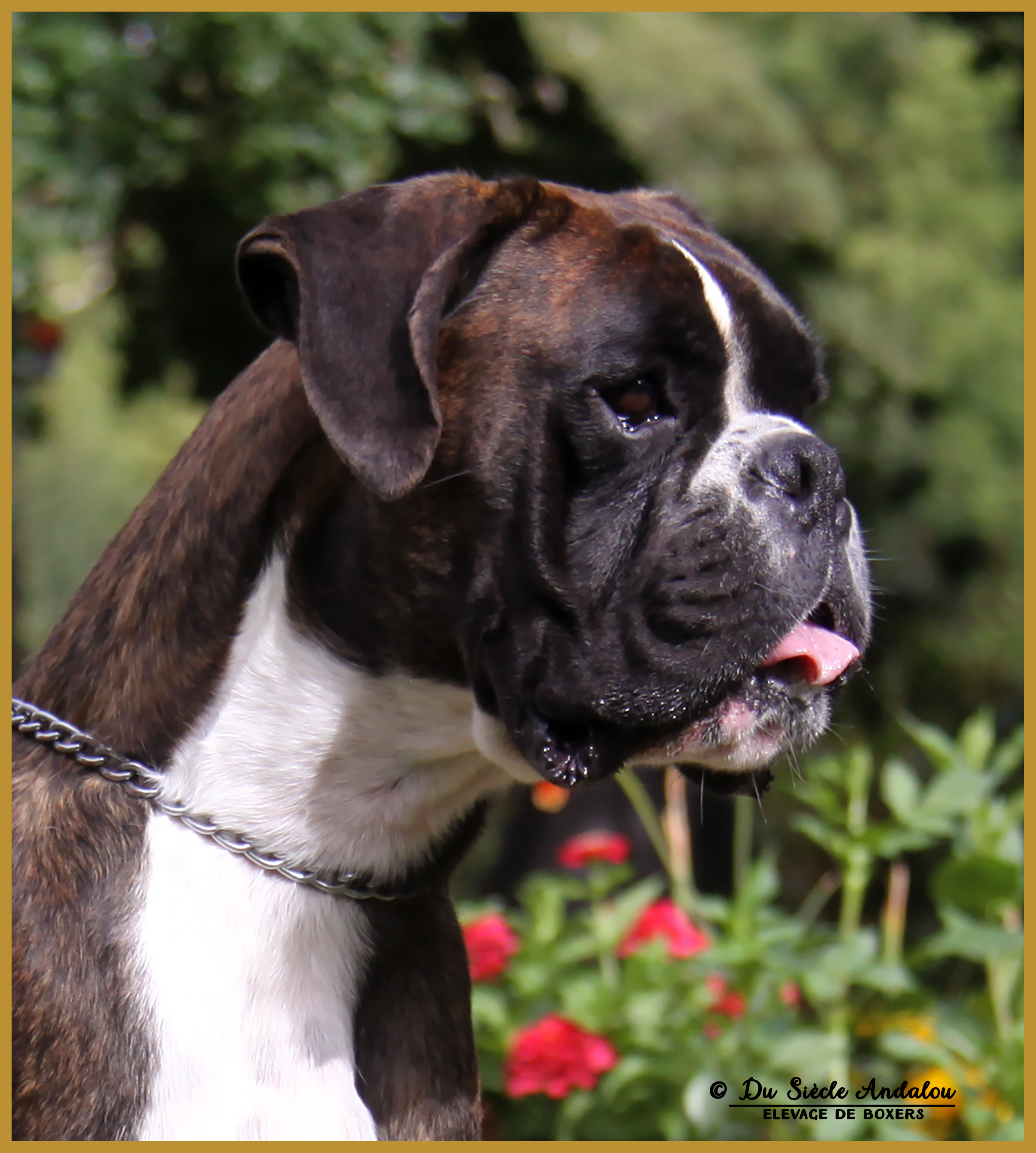 Jerico 21.08.16, 28 mois