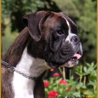 Jerico 21.08.16, 28 mois