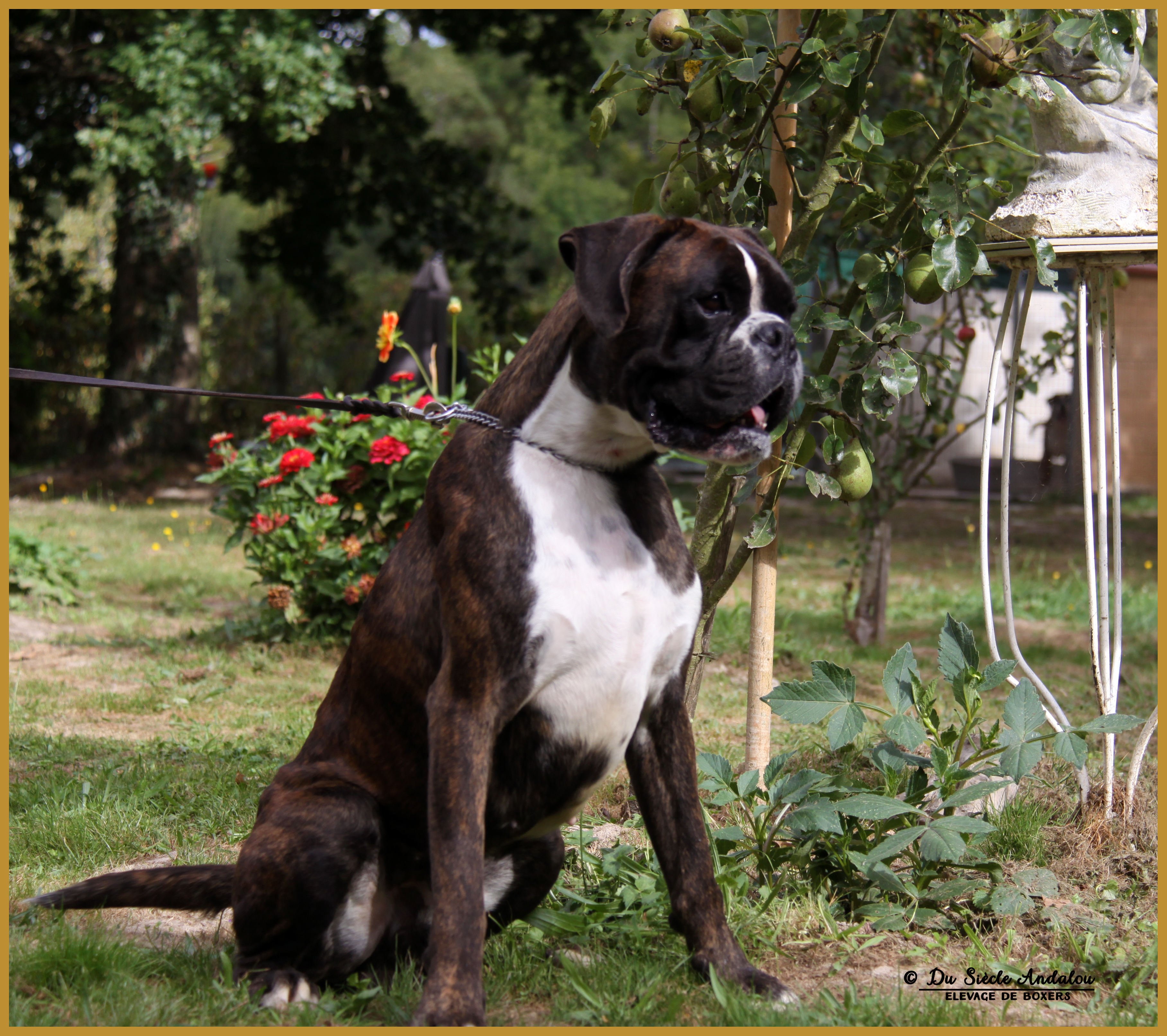 Jerico 21.08.16, 28 mois