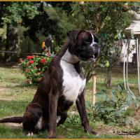 Jerico 21.08.16, 28 mois