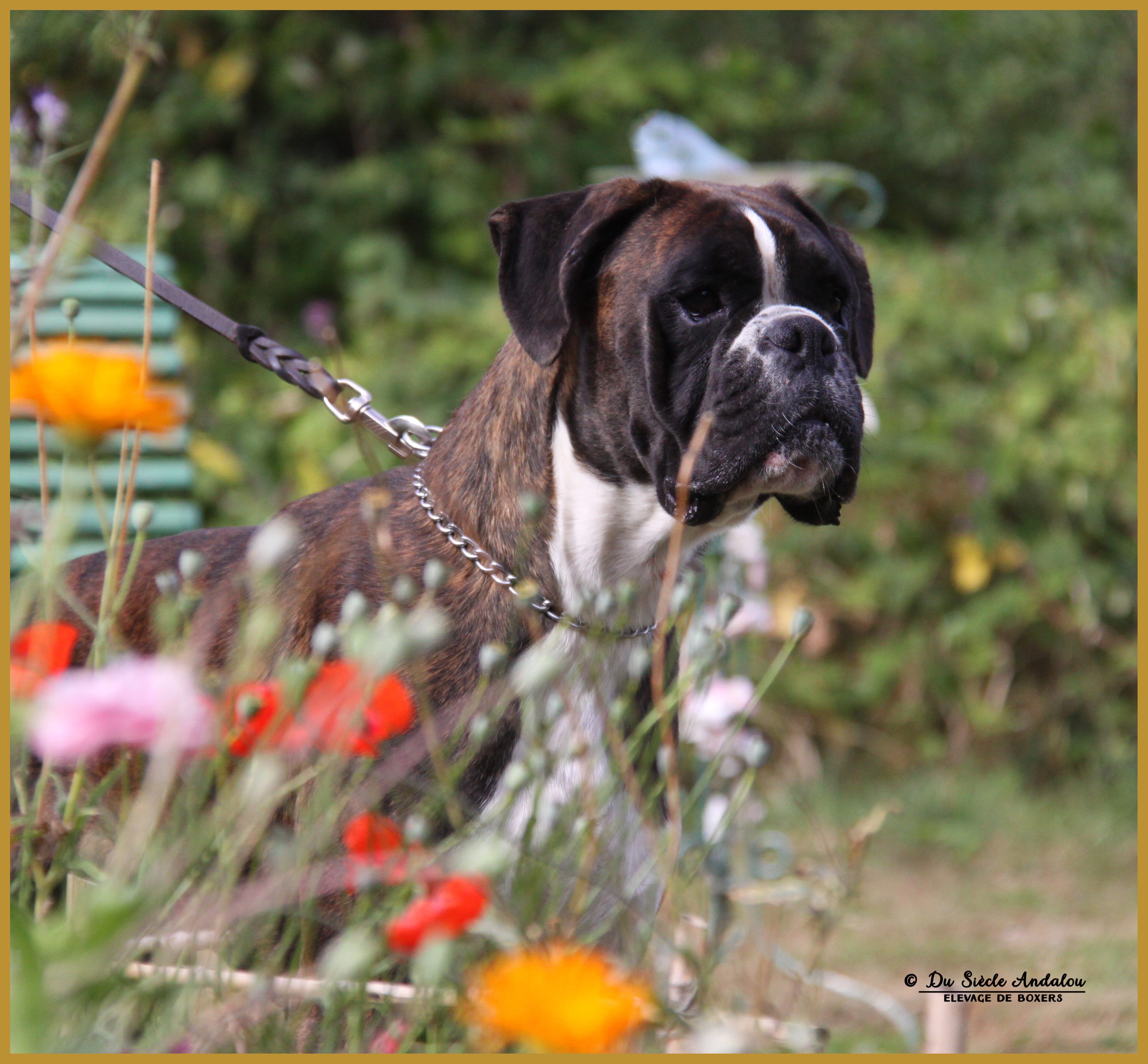 Jerico 21.08.16, 28 mois